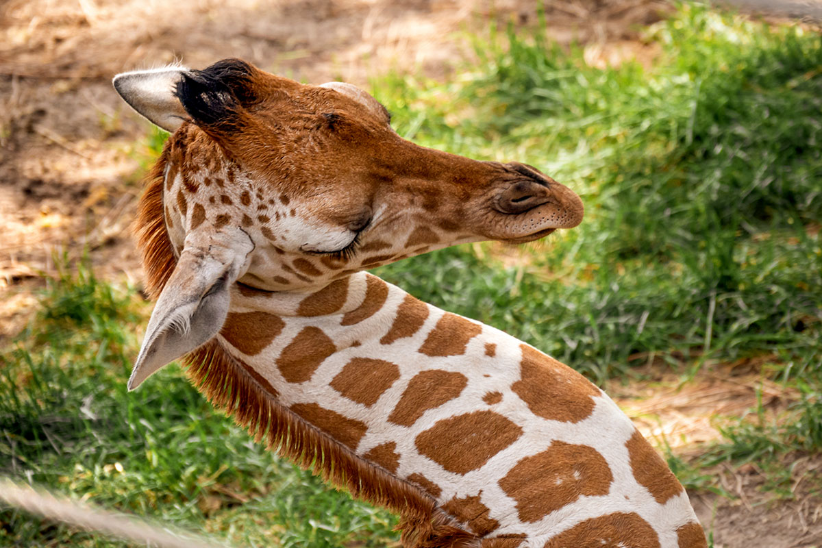 how long do giraffes sleep