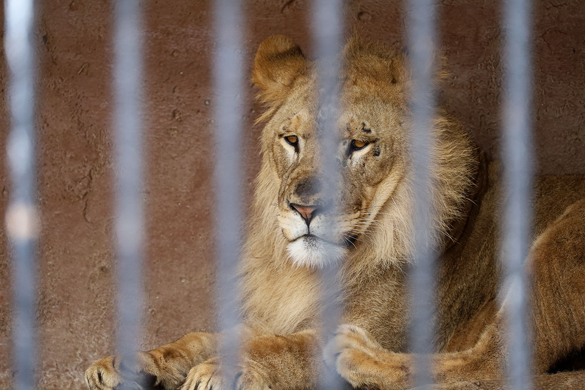 How Long Do Lions Live In Captivity Ned Hardy How Long Do Lions Live In Captivity Ned Hardy