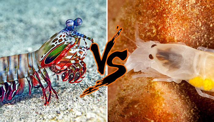 mantis shrimp vs pistol shrimp