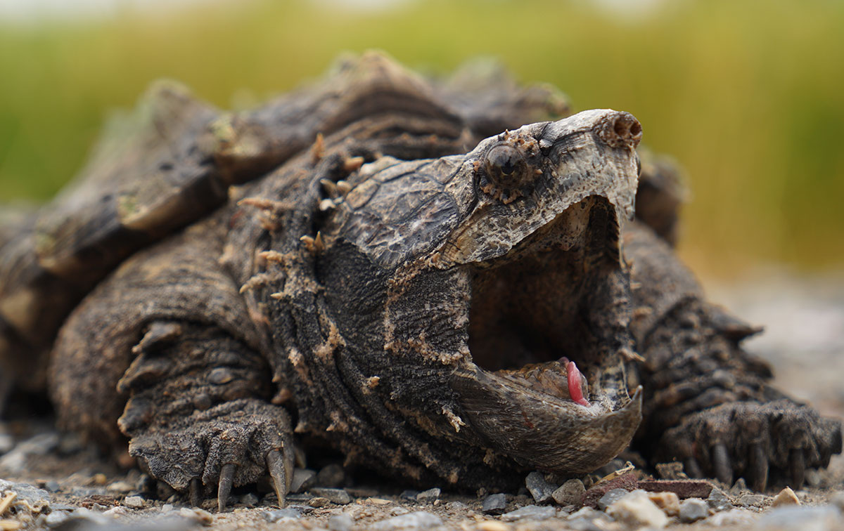 Are Snapping Turtles Dangerous To Humans?