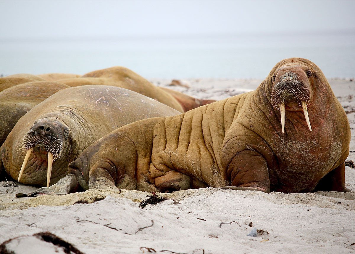 mythbusters walrus