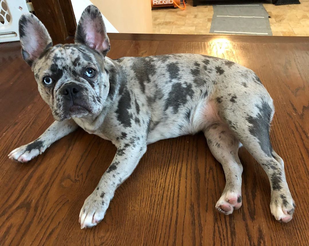 9 Things You Should Know About Merle French Bulldogs