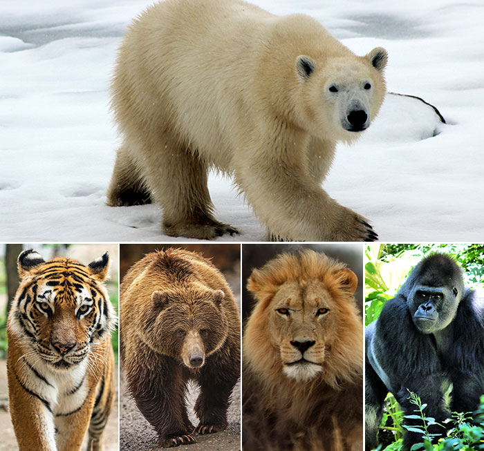 Can A Polar Bear Defeat A Lion, Tiger, Gorilla Or Grizzly Bear In Battle?