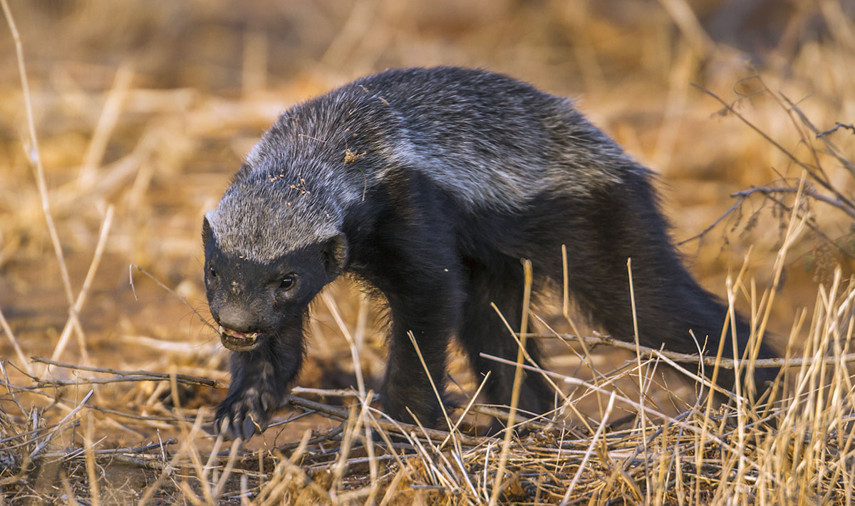 Honey Badger Vs. Mongoose: Who Would Win in a Fight? - Ned Hardy