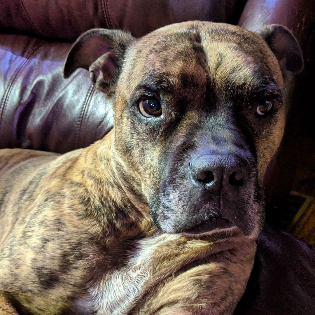 Boxer terrier 2024 mix brindle