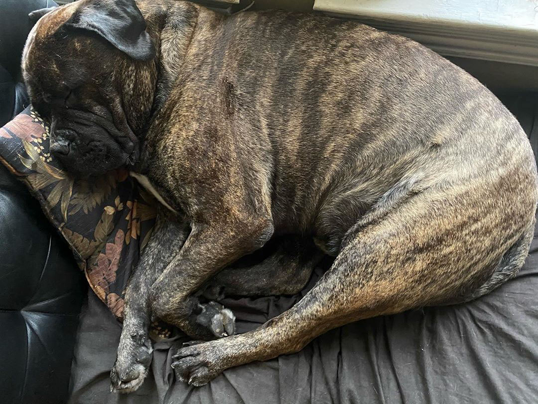 brindle mastiff