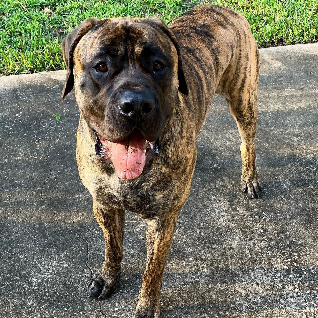 Dark Brindle English Mastiff 