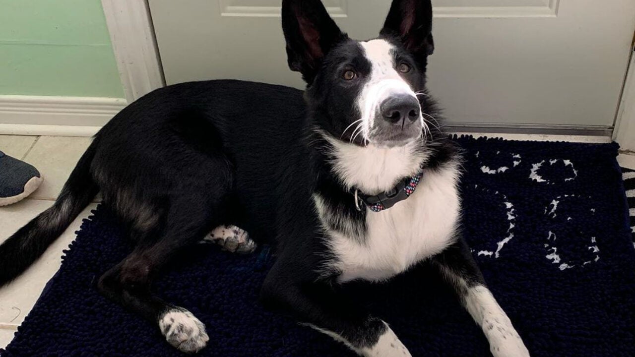 panda german shepherd puppies for sale near me