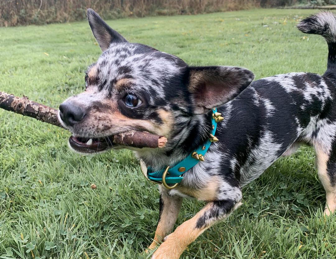 9 Things You Should Know Before Buying/Adopting A Merle Chihuahuas