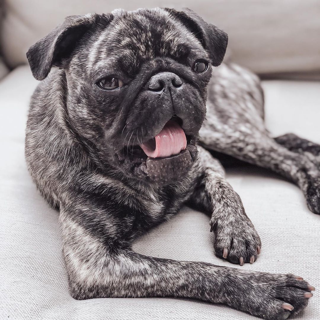 brindle pug