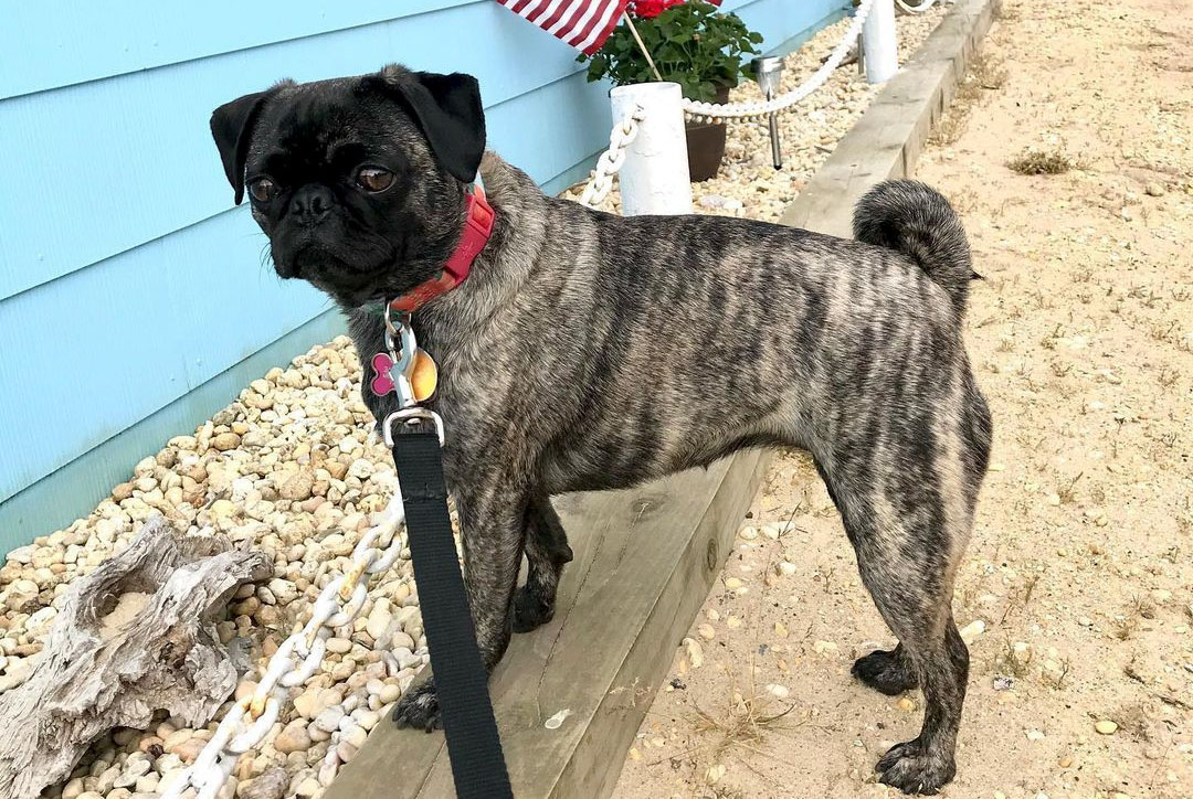 9 Things You Should Know About Brindle Pugs