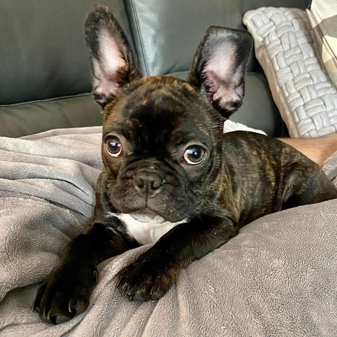A Complete Guide to Brindle French Bulldogs Ned Hardy