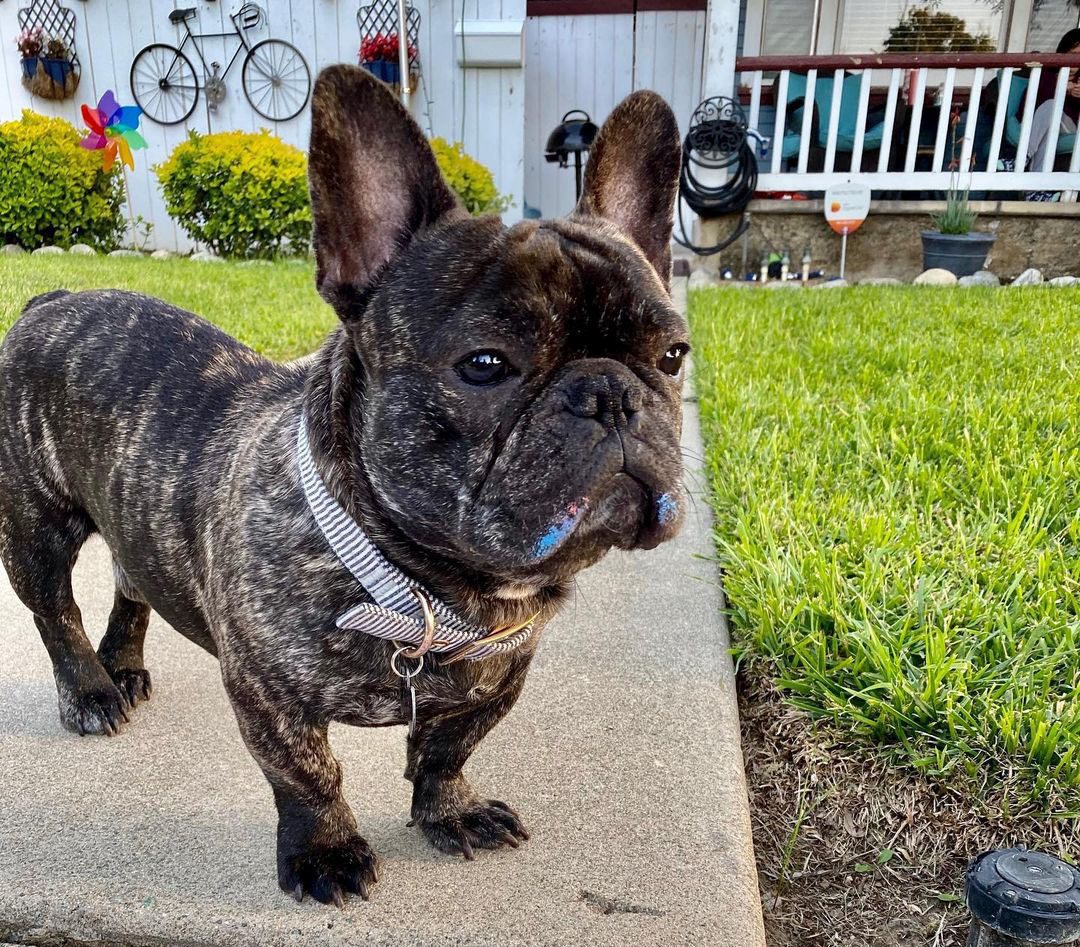 brindle french bulldogs