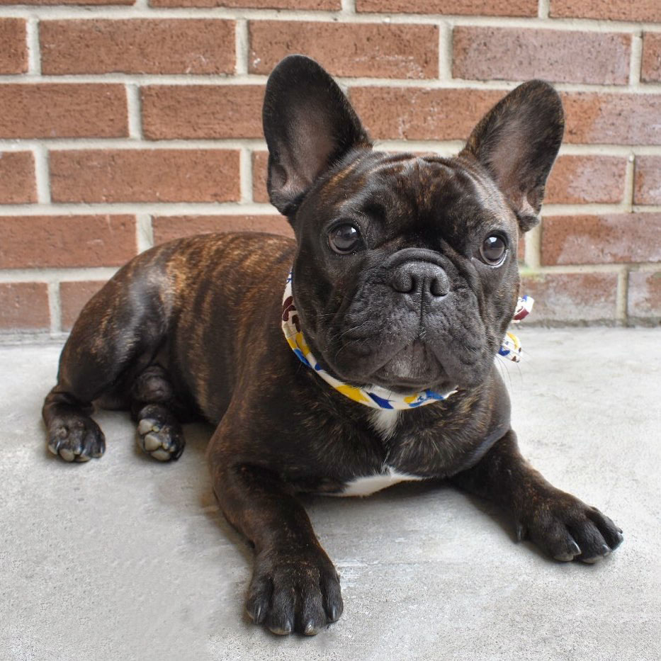 A Complete Guide to Brindle French Bulldogs Ned Hardy
