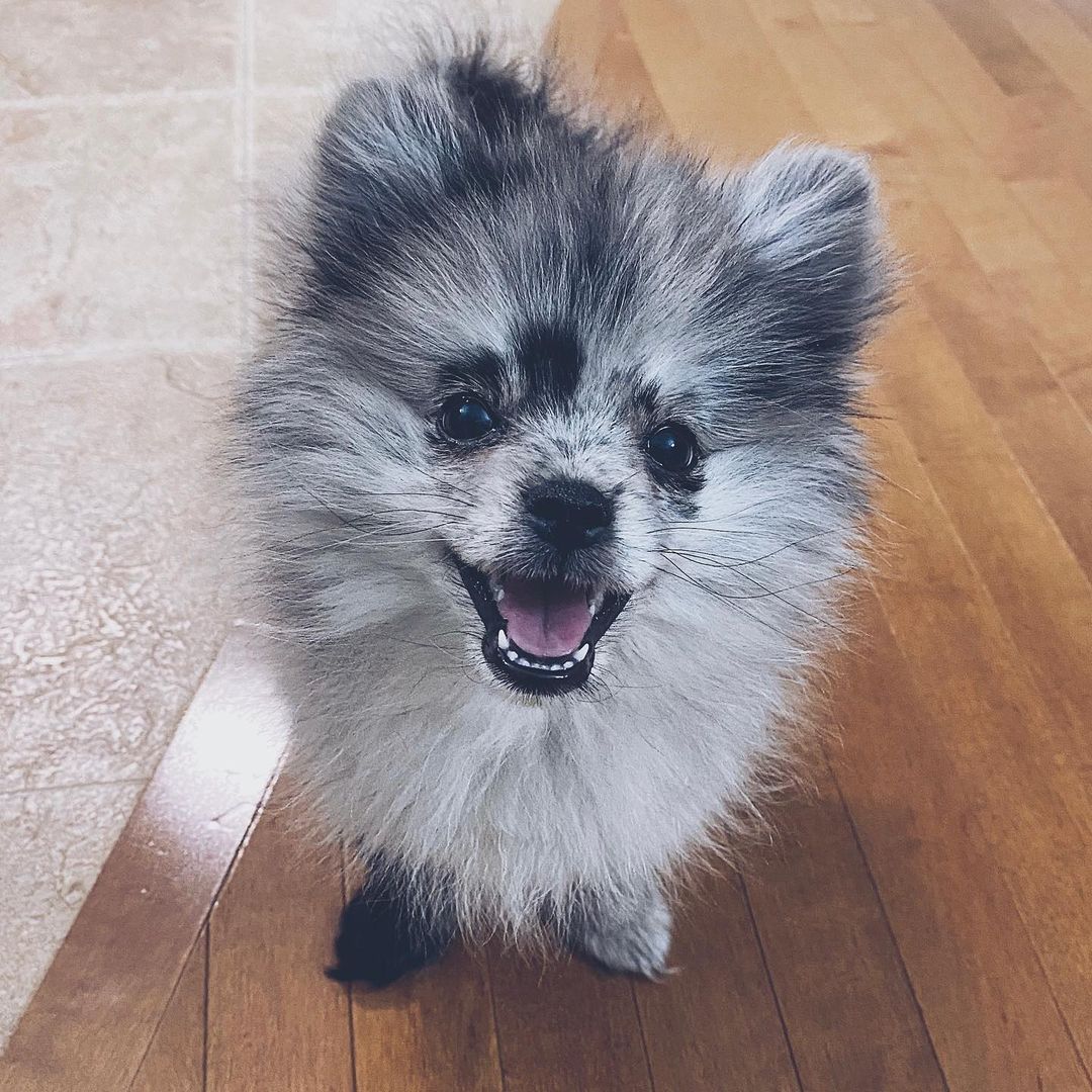 what color eyes do pomeranians have