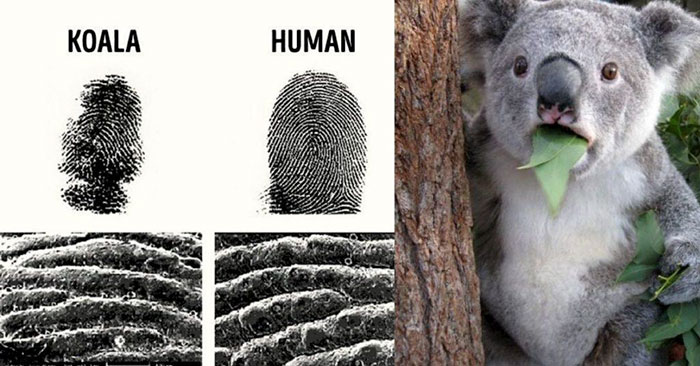 What Animals Have Fingerprints?