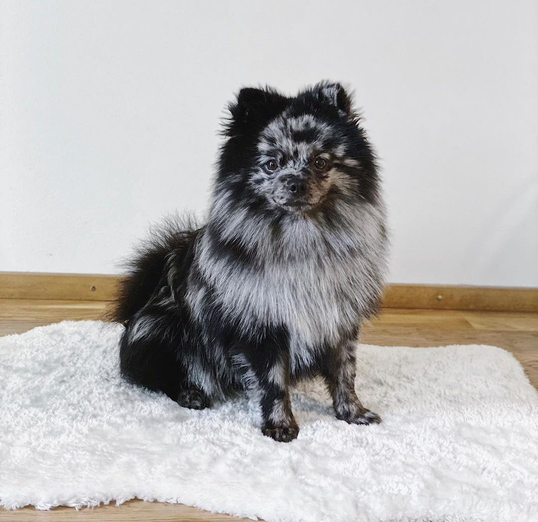 7 Things You Need To Know Before Buying A Merle Pomeranian Ned Hardy