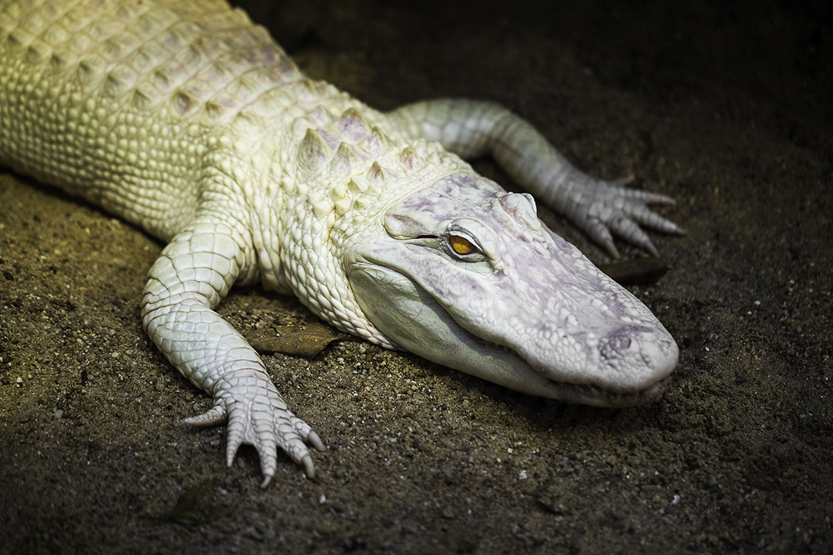 8 Fascinating Facts About Albino Alligators