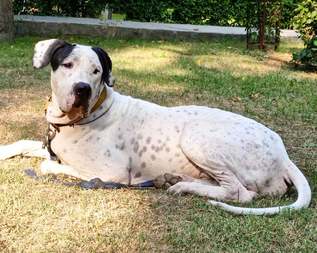 Everything You Wanted To Know About The Bully Kutta Dog Breed