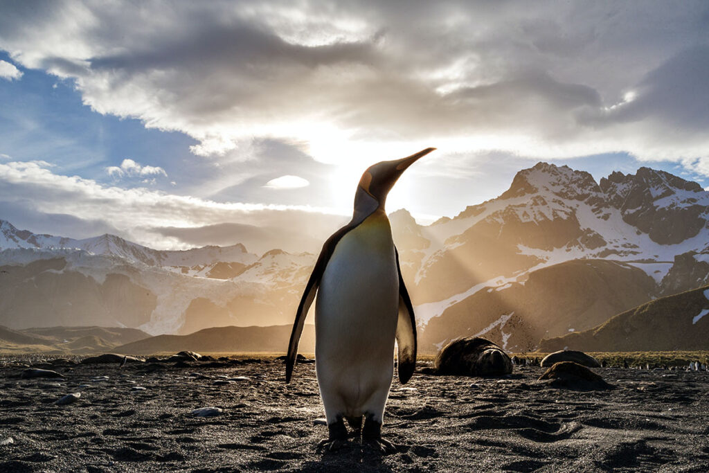 Can You Legally Own A Penguin As A Pet Ned Hardy