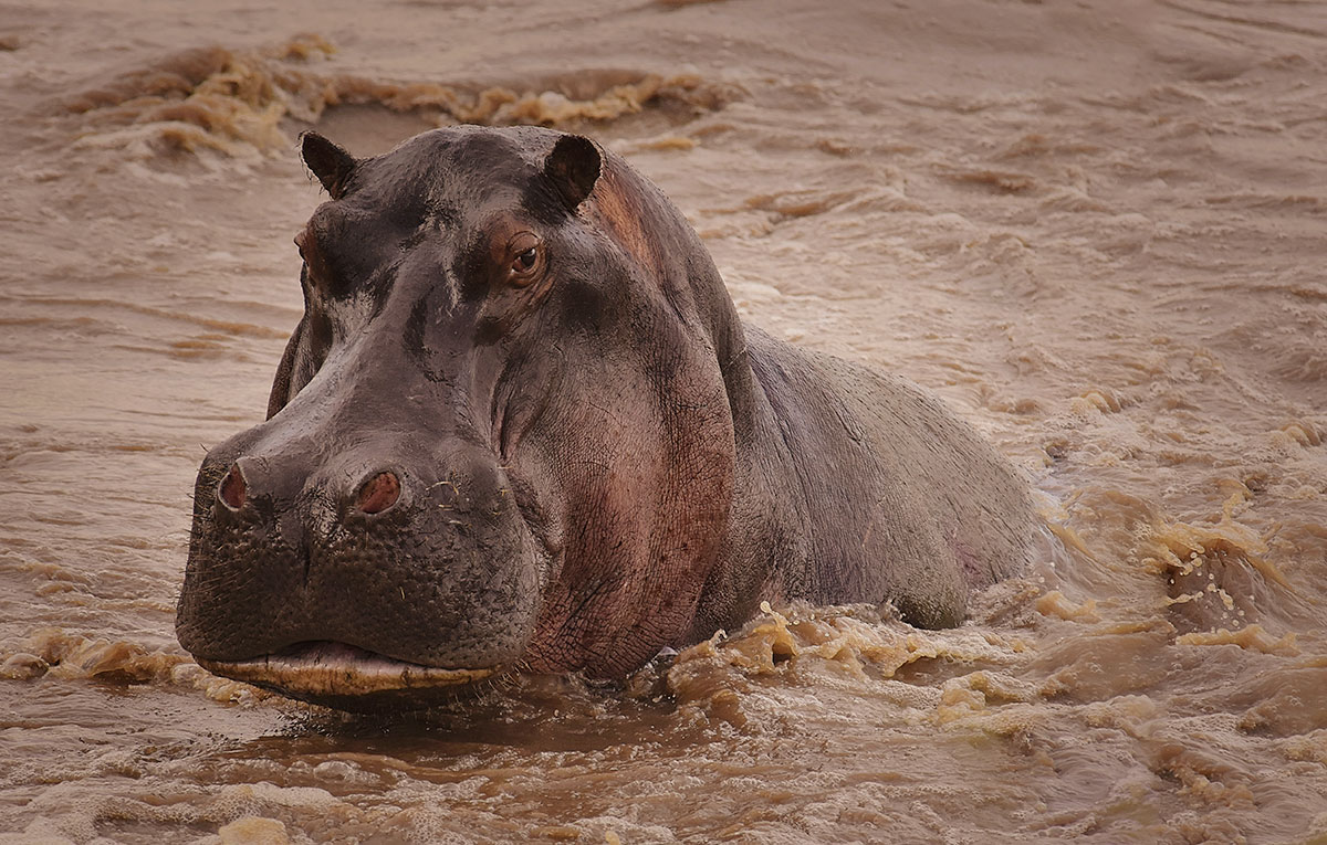 do hippos have predators