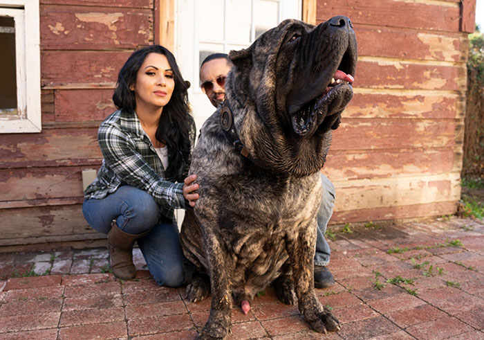 Everything You Wanted To Know About The Molossus Dog Breed