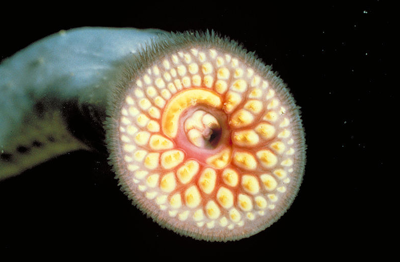 10 Fascinating Facts About The Sea Lamprey