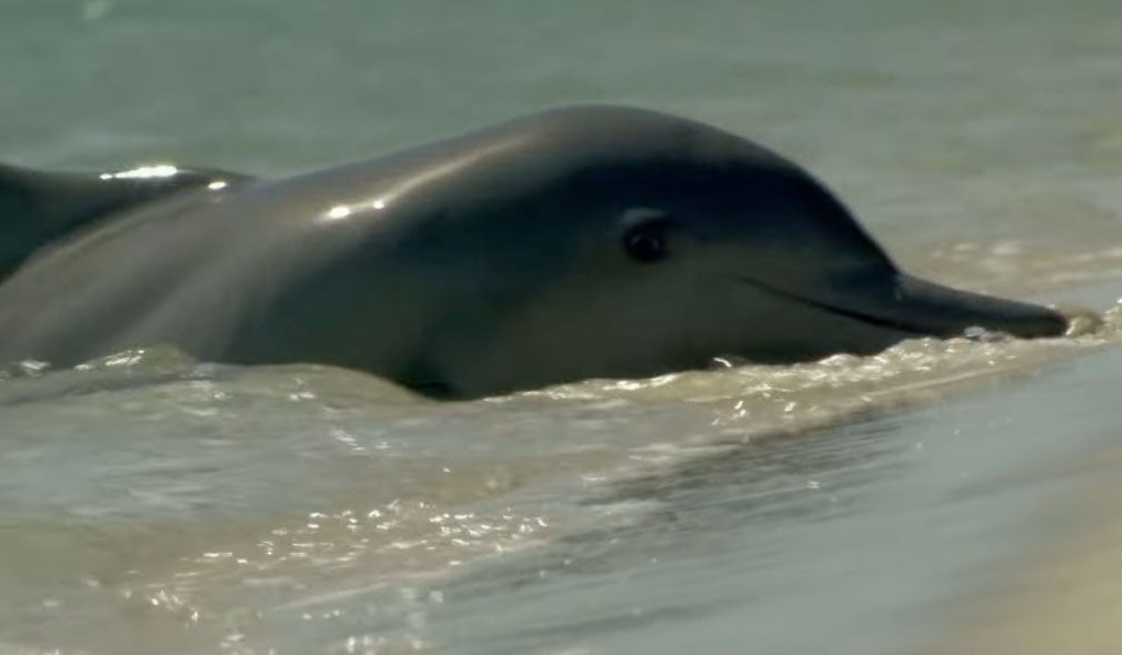 why do dolphins beach themselves