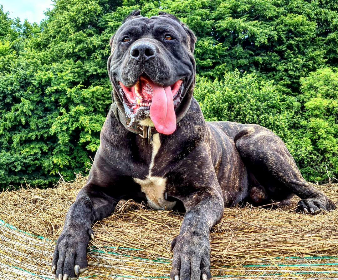 14 Fascinating Facts About Bandogs