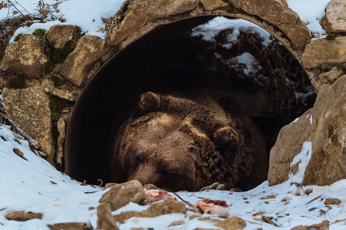 11 Fascinating Facts About Animal Hibernation - Ned Hardy