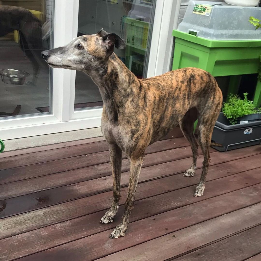 Red best sale brindle greyhound