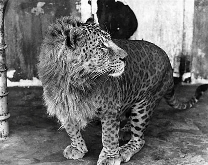 10 Fascinating Facts About Leopons
