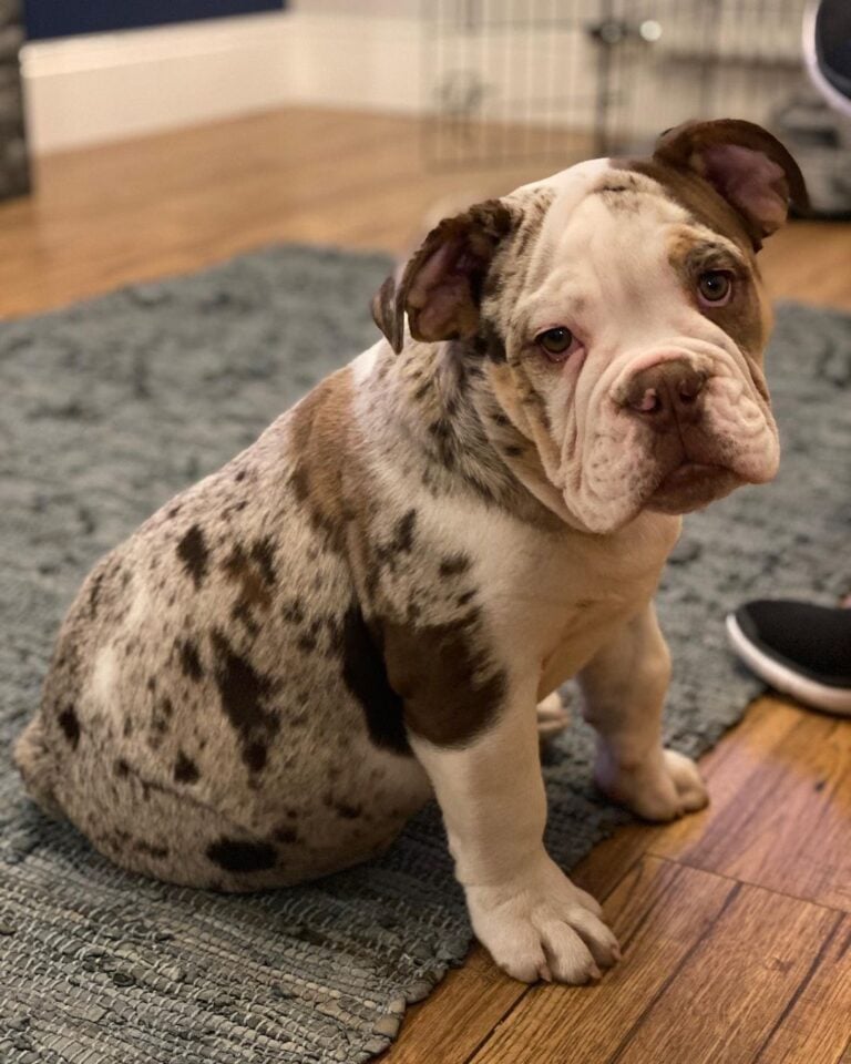 9 Things You Should Know Before Buying/Adopting A Merle English Bulldog