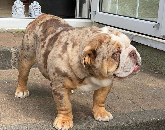 9 Things You Should Know Before Buying/Adopting A Merle English Bulldog