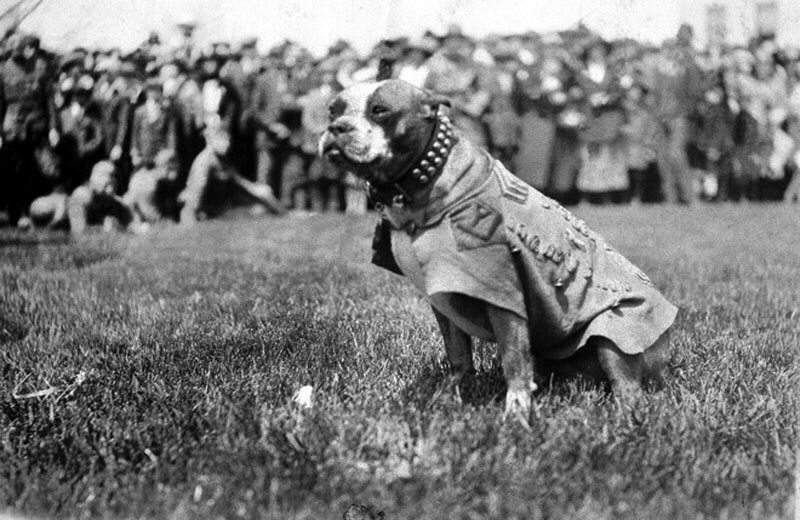 The Story Of Sergeant Stubby, A Former Stray Who Became The Most Decorated War Dog Of WW1