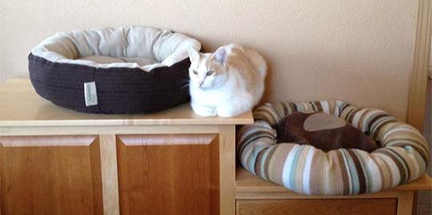 31 Struggles Only Cat Owners Will Understand