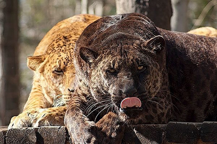 This Is A Jaglion. The Offspring Of a Male Jaguar And a Female Lion