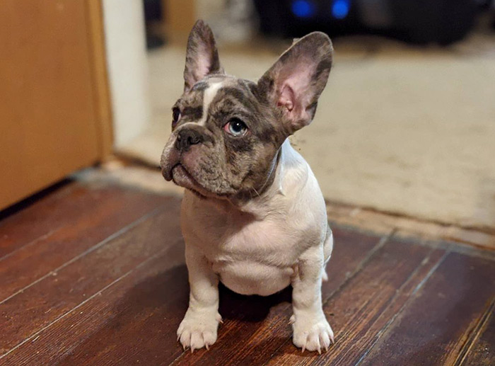 teacup french bulldogs