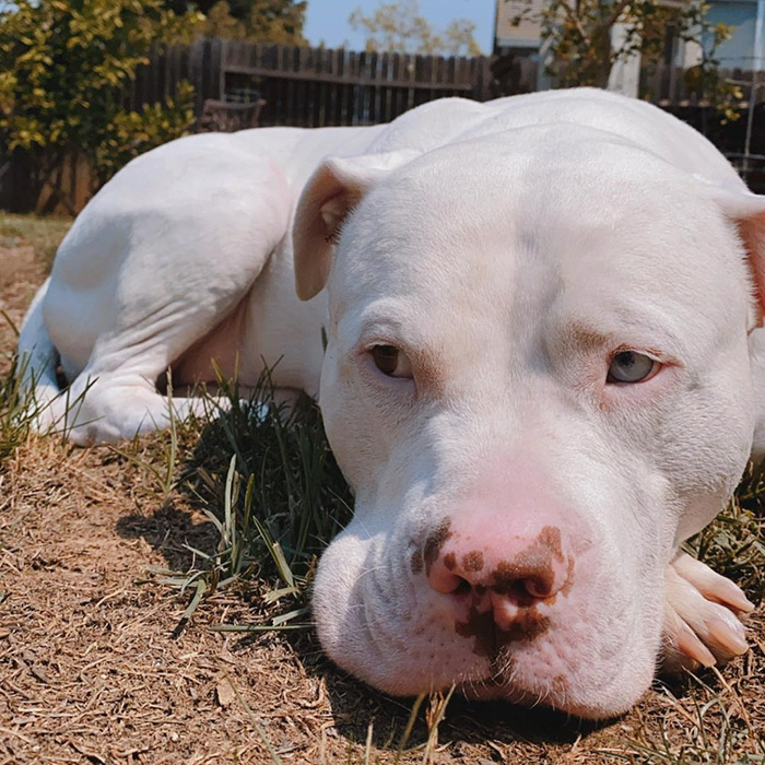 15 Things You Should Know About Albino Pit Bulls