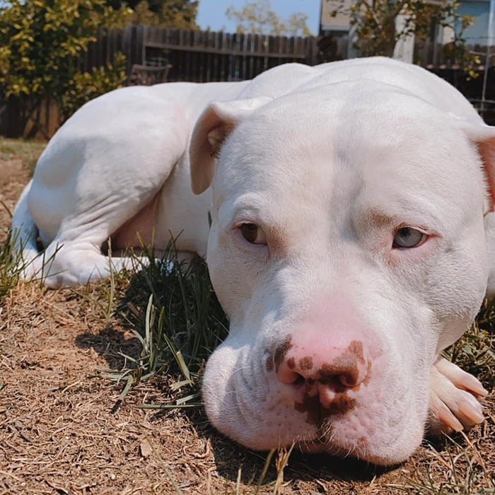 White pitbull hot sale with pink nose