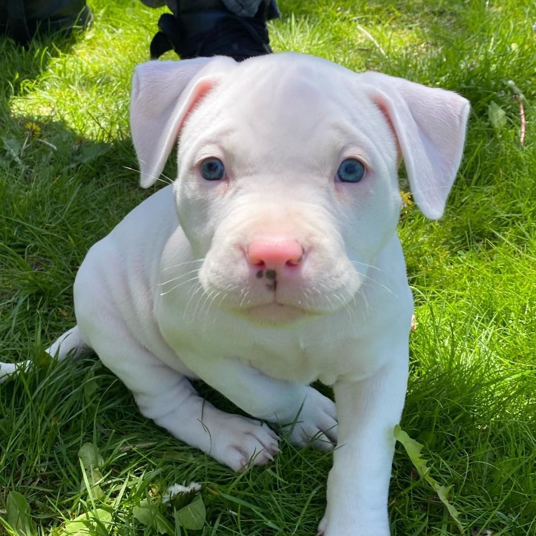 15 Things You Should Know About Albino Pit Bulls - Ned Hardy