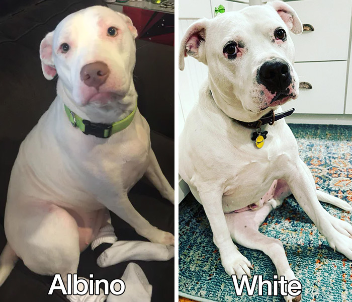 Albino 2024 blue pitbull