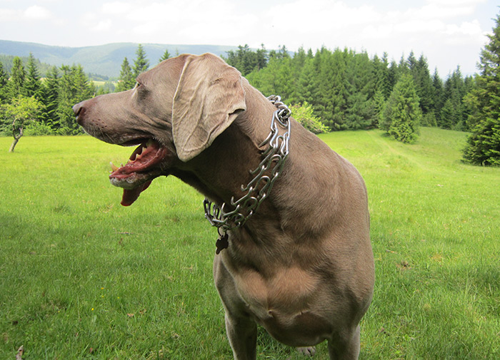 Are Prong Collars Cruel To Use?