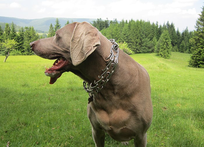 how long should a dog wear a prong collar