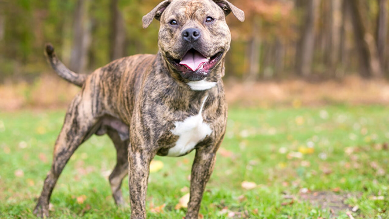 Brindle Pit Bulls 15 Things You Should Know Before Adopting Or Buying Ned Hardy