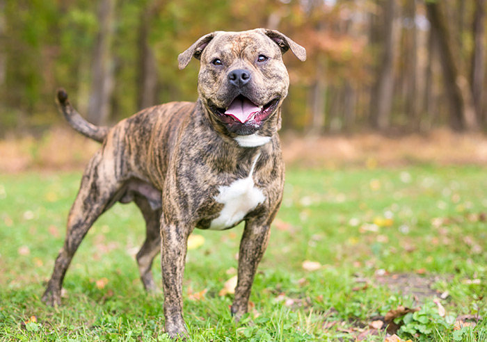 Brindle Pit Bulls - 15 Things You Should Know Before Adopting Or Buying