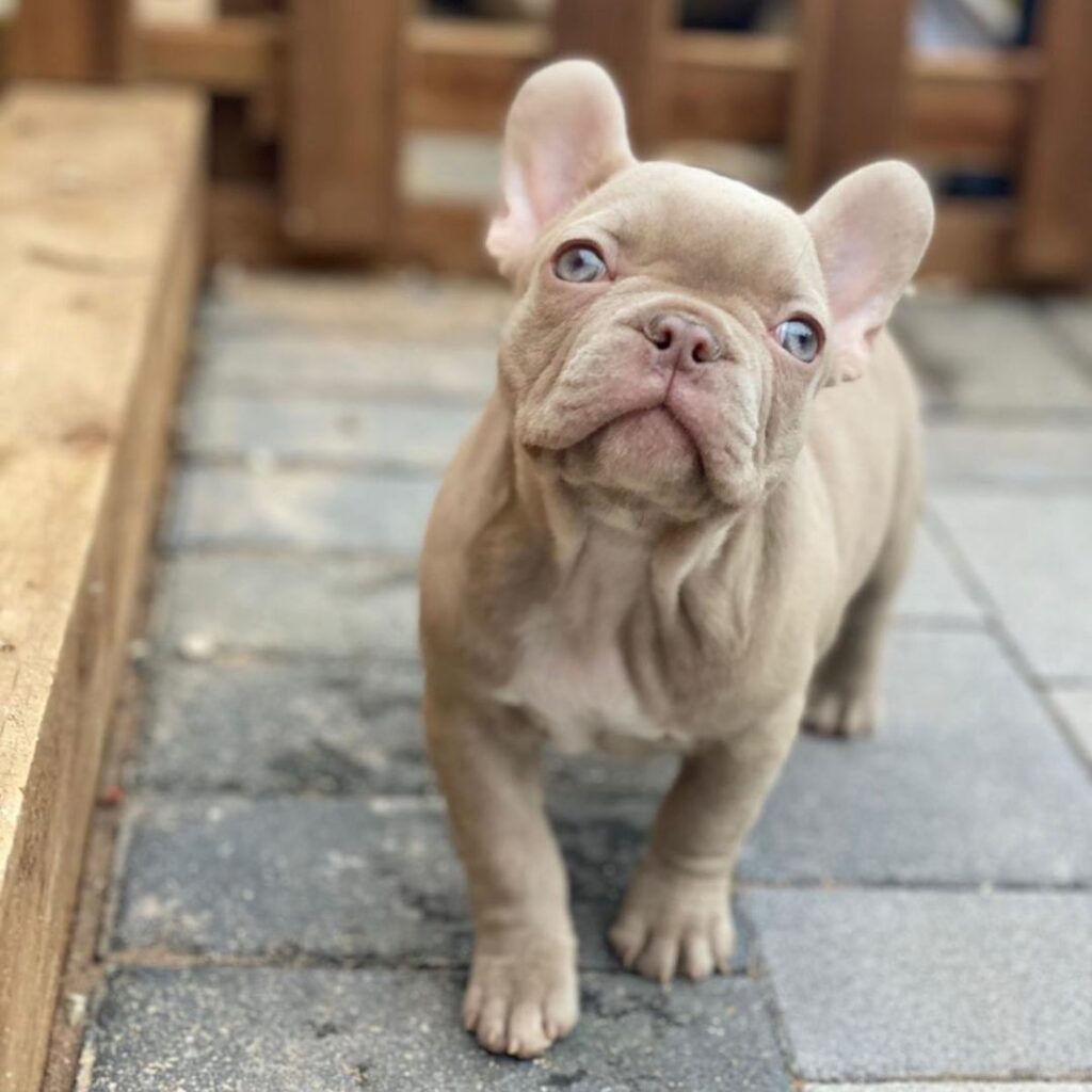 Isabella French Bulldogs 14 Things You Should Know