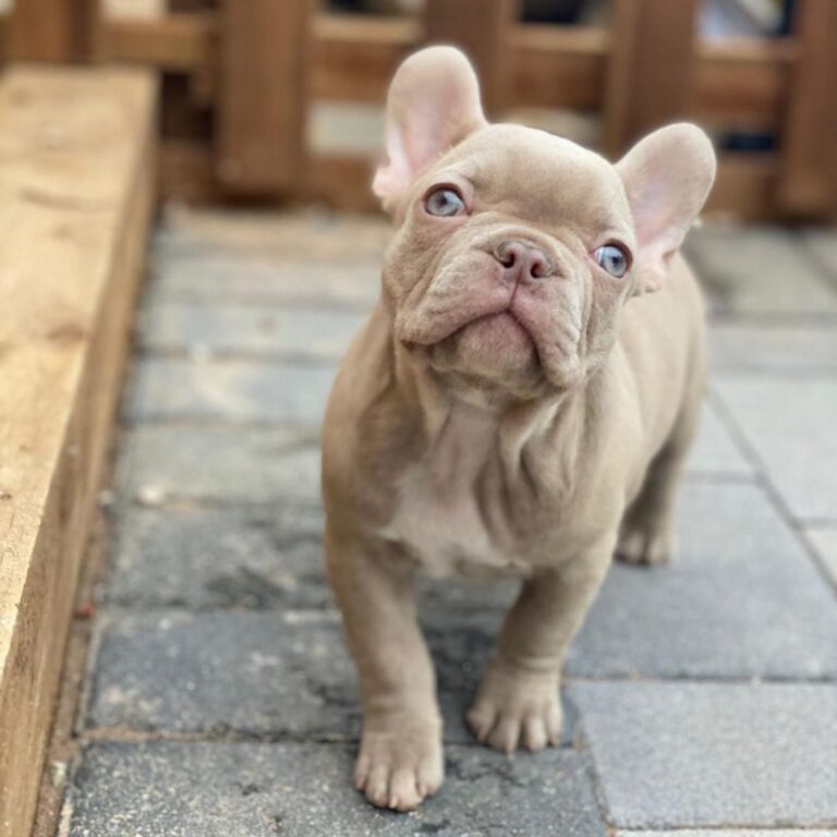 Isabella French Bulldogs 14 Things You Should Know