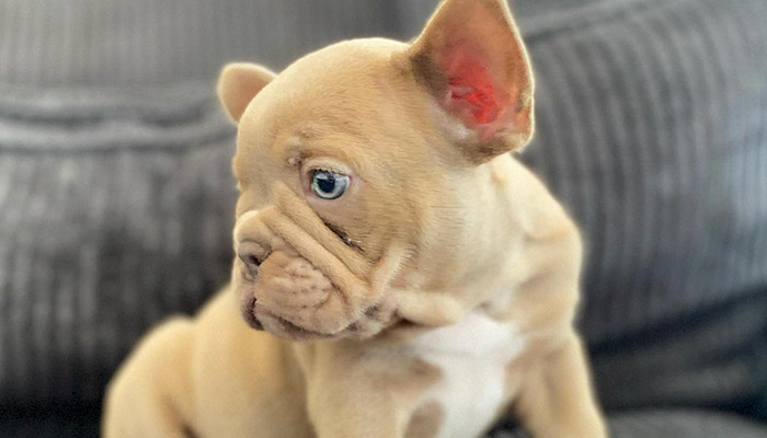 Isabella French Bulldogs - 14 Things You Should Know Before Buying Or Adopting