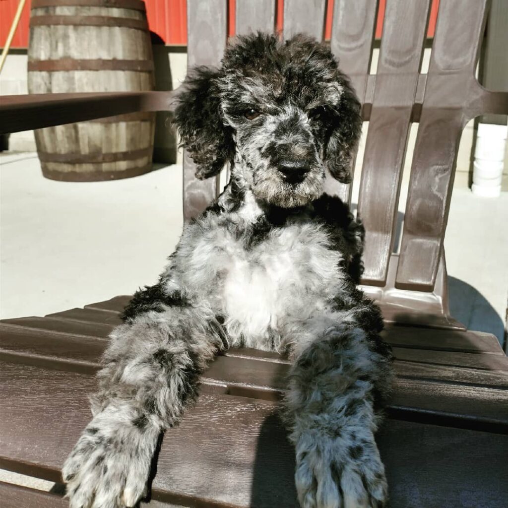 Merle Poodles - 11 Things You Should Know Before Buying Or Adopting ...